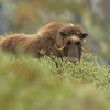 Pizmon severni - Ovibos moschatus - Muskox 0957